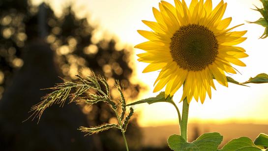 stockfoto van zonnebloem in de zomer