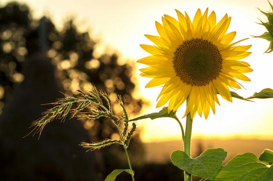 stockfoto van zonnebloem in de zomer